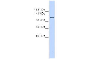 WB Suggested Anti-SLC24A1 Antibody Titration:  0. (SLC24A1 antibody  (Middle Region))