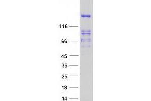 Validation with Western Blot (PTPRS Protein (Transcript Variant 4) (Myc-DYKDDDDK Tag))