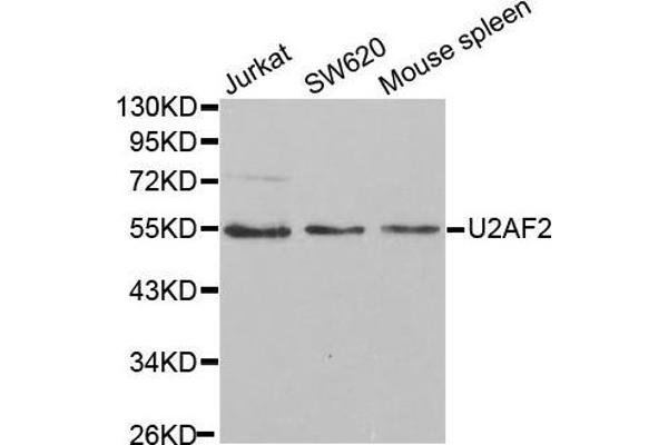 U2AF2 antibody  (AA 192-471)