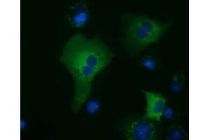 Immunofluorescence (IF) image for anti-Kelch-Like 2, Mayven (KLHL2) (AA 1-100), (AA 494-593) antibody (ABIN1490548) (KLHL2 antibody  (AA 1-100, AA 494-593))
