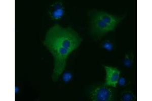 Immunofluorescence (IF) image for anti-Kelch-Like 2, Mayven (KLHL2) (AA 1-100), (AA 494-593) antibody (ABIN1490548)