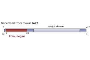 Image no. 3 for anti-Aurora Kinase A (AURKA) (AA 8-116) antibody (ABIN968261) (Aurora A antibody  (AA 8-116))