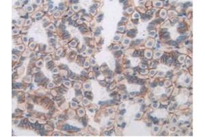 IHC-P analysis of Mouse Stomach Tissue, with DAB staining. (ANGPTL3 antibody  (AA 22-281))