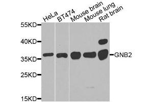 Western blot analysis of extracts of various cell lines, using GNB2 antibody. (GNB2 antibody  (AA 1-340))