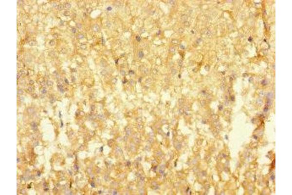 RTN4IP1 antibody  (AA 41-396)