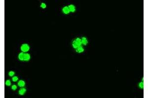 Immunofluorescence (IF) image for anti-BCL2-Like 1 (BCL2L1) (AA 1-212) antibody (ABIN1490610) (BCL2L1 antibody  (AA 1-212))
