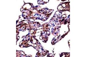 Immunohistochemistry analysis in formalin fixed and paraffin embedded human placenta tissue reacted with Fibulin-1 Antibody (C-term) followed by peroxidase conjugation of the secondary antibody and DAB staining. (Fibulin 1 antibody  (C-Term))