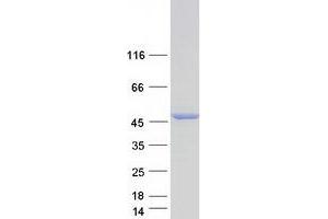NDRG Family Member 4 (NDRG4) (Transcript Variant 3) protein (Myc-DYKDDDDK Tag)