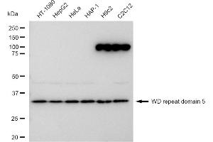 anti-WD Repeat Domain 5 (WDR5) antibody