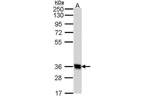 GPR62 antibody  (N-Term)