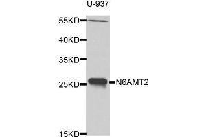 Western blot analysis of extracts of U-937 cell line, using N6AMT2 antibody.
