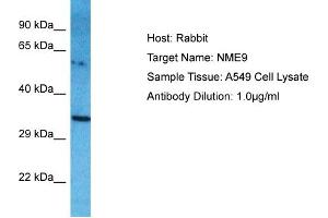 Host: Rabbit Target Name: NME9 Sample Type: A549 Whole Cell lysates Antibody Dilution: 1. (NME9 antibody  (Middle Region))