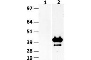 Western Blotting (WB) image for anti-Hes Family bHLH Transcription Factor 1 (HES1) (AA 1-280) antibody (ABIN2722645) (HES1 antibody  (AA 1-280))