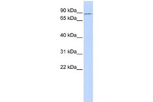 WB Suggested Anti-TBX2 Antibody Titration:  0. (TBX2 antibody  (Middle Region))