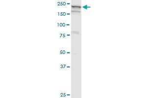 GBF1 antibody  (AA 101-209)