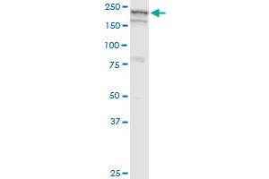 GBF1 monoclonal antibody (M04), clone 4B2. (GBF1 antibody  (AA 101-209))