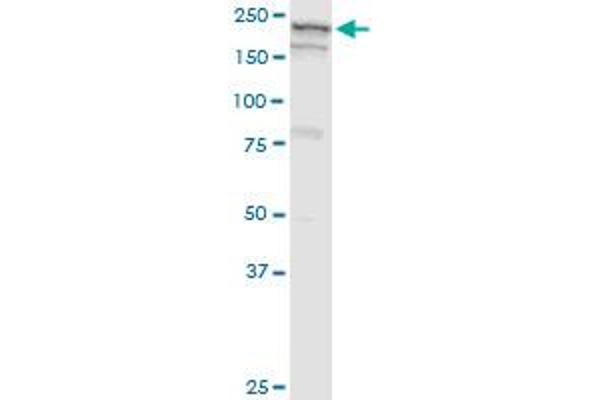 GBF1 antibody  (AA 101-209)