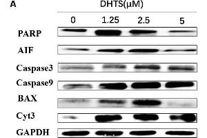 Apoptosis related proteins were detected in EOMA cells after treated with DHTS and propranolol. (PARP1 antibody  (AA 81-390))