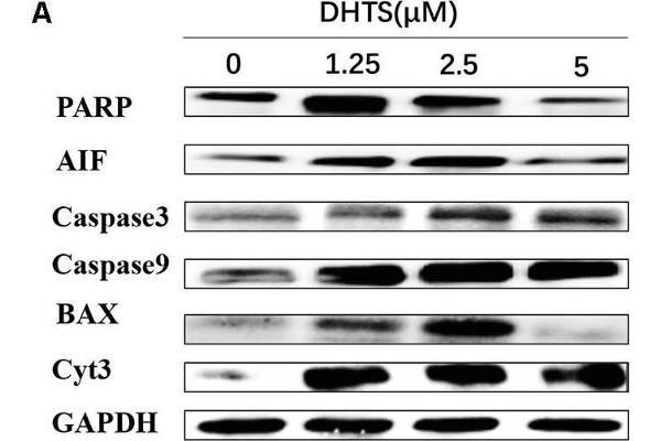 PARP1 antibody  (AA 81-390)