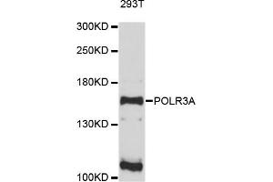 Western blot analysis of extracts of 293T cells, using POLR3A antibody.