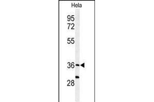 Western blot analysis of SUMF1 Antibody (C-Term) (ABIN653924 and ABIN2843158) in Hela cell line lysates (35 μg/lane).