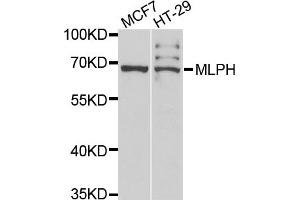 Western blot analysis of extracts of various cell lines, using MLPH antibody.