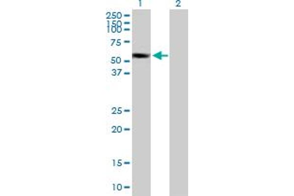 SUOX antibody  (AA 1-488)