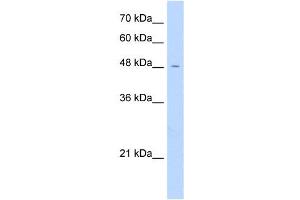 FAM113A antibody used at 1 ug/ml to detect target protein.