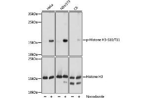 Western blot analysis of extracts of NIH/3T3 cells, using phospho-STK4-T387 pAb (ABIN7267688) at 1:1000 dilution or Histone H3 antibody . (Histone 3 antibody  (H3S10p, H3T11p))