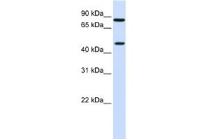 ZNF710 antibody  (N-Term)