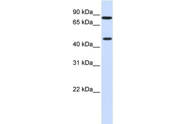 ZNF710 antibody  (N-Term)