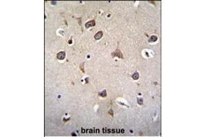 ZN Antibody (N-term) (ABIN655551 and ABIN2845059) immunohistochemistry analysis in formalin fixed and paraffin embedded human brain tissue followed by peroxidase conjugation of the secondary antibody and DAB staining. (ZNF665 antibody  (N-Term))