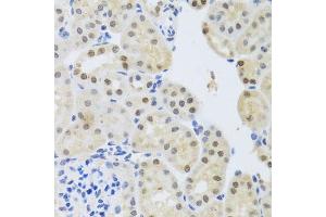 Immunohistochemistry of paraffin-embedded mouse kidney using SET antibody. (SET/TAF-I antibody)