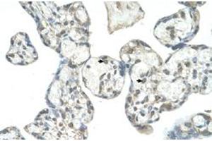 Immunohistochemical staining (Formalin-fixed paraffin-embedded sections) of human placenta with EPS8L1 polyclonal antibody  at 4-8 ug/mL working concentration. (EPS8-Like 1 antibody  (N-Term))