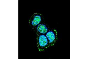 Confocal immunofluorescent analysis of JIP1 Antibody (C-term) (ABIN652961 and ABIN2842613) with MCF-7 cell followed by Alexa Fluor® 488-conjugated goat anti-rabbit lgG (green). (MAPK8IP1 antibody  (C-Term))