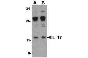 Image no. 1 for anti-Interleukin 17A (IL17A) (Internal Region) antibody (ABIN341694) (Interleukin 17a antibody  (Internal Region))