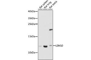 Western blot analysis of extracts of various cell lines, using LSM10 antibody (ABIN7268305) at 1:1000 dilution. (LSM10 antibody  (AA 1-123))