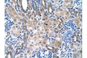 Image no. 1 for anti-Solute Carrier Family 6, Member 18 (SLC6A18) (AA 351-400) antibody (ABIN205030) (SLC6A18 antibody  (AA 351-400))