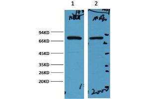 Western Blot (WB) analysis of 1) HeLa, 2) Mouse Brain, diluted at 1:2000. (HSP70 antibody)