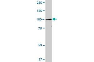 CPSF2 antibody  (AA 1-782)