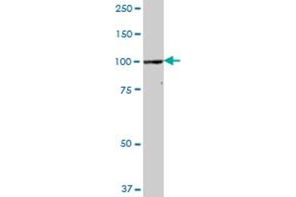 CPSF2 antibody  (AA 1-782)