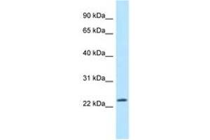 Image no. 1 for anti-Mitochondrial Ribosomal Protein L43 (MRPL43) (N-Term) antibody (ABIN6747845)