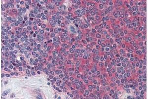 Anti-GLG1 antibody  ABIN960782 IHC staining of human spleen. (GLG1 antibody  (Internal Region))