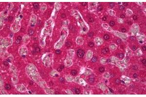 Anti-SPHK1 antibody IHC staining of human liver. (SPHK1 antibody)