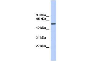 WB Suggested Anti-CDR2L Antibody Titration:  0. (CDR2L antibody  (N-Term))