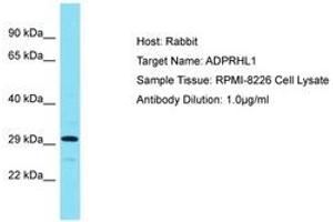 Image no. 1 for anti-ADP-Ribosylhydrolase Like 1 (ADPRHL1) (AA 120-169) antibody (ABIN6750741) (ADPRHL1 antibody  (AA 120-169))