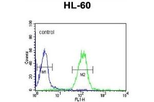 Flow Cytometry (FACS) image for anti-Apolipoprotein L, 4 (APOL4) antibody (ABIN3002795) (Apolipoprotein L 4 antibody)