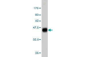 Western Blot detection against Immunogen (35. (KSR2 antibody  (AA 411-500))