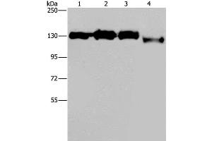 Western Blot analysis of Hela, 293T, Raji and 231 cell using GTF2I Polyclonal Antibody at dilution of 1:400 (GTF2I antibody)