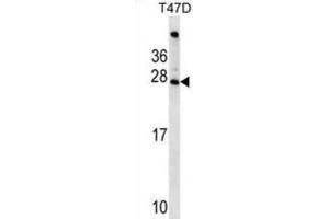 Western Blotting (WB) image for anti-Folliculogenesis Specific Basic Helix-Loop-Helix (FIGLA) antibody (ABIN2999876)